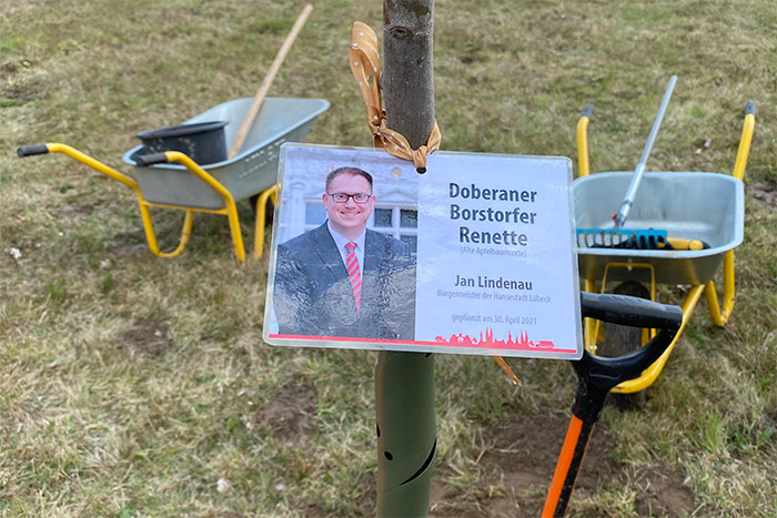 Bürgermeister Jan Lindenau pflanzt Obstbäume